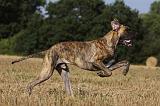 DOGUE ALLEMAND 345